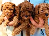 Bursanın Ennnnnn Güzel Kore Poodle Bebekleri