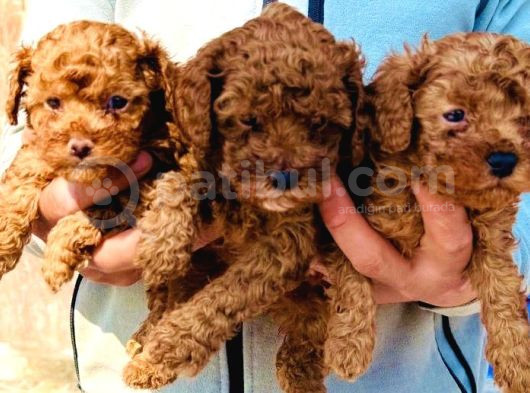 Bursanın Ennnnnn Güzel Kore Poodle Bebekleri görsel