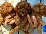 Bursanın Ennnnnn Güzel Kore Poodle Bebekleri