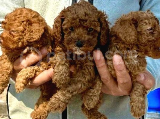 Bursanın Ennnnnn Güzel Kore Poodle Bebekleri görsel