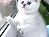 Kar Gibi Beyaz Silver British Shorthair