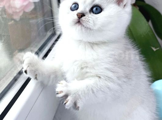 Kar Gibi Beyaz Silver British Shorthair görsel