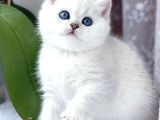 Kar gibi Beyaz Silver British Shorthair