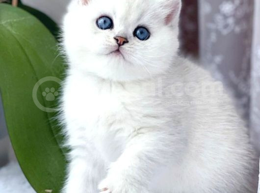 Kar Gibi Beyaz Silver British Shorthair