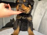 Rottweiler Dişi Yavrumuz