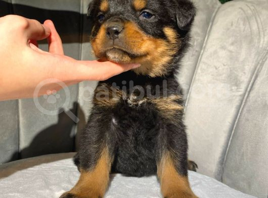 Rottweiler Dişi Yavrumuz görsel