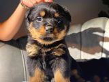 Rottweiler Dişi Yavrumuz