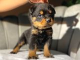 Rottweiler Dişi Yavrumuz