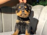 Rottweiler Dişi Yavrumuz