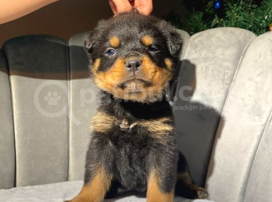 Rottweiler Dişi Yavrumuz