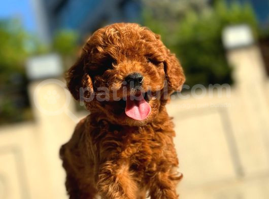 Toypoodle Yavrumuz Mağazamızdan Sizlerle