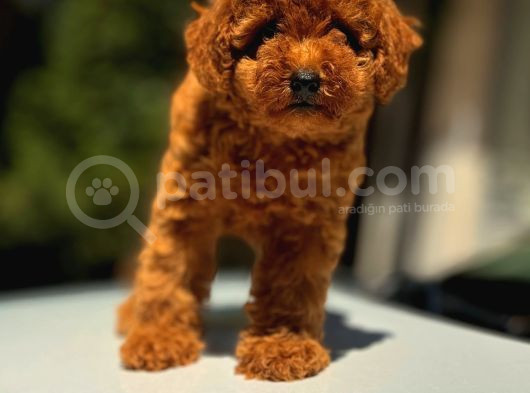 Toypoodle Yavrumuz Mağazamızdan Sizlerle görsel