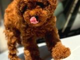 Toypoodle Yavrumuz Mağazamızdan Sizlerle