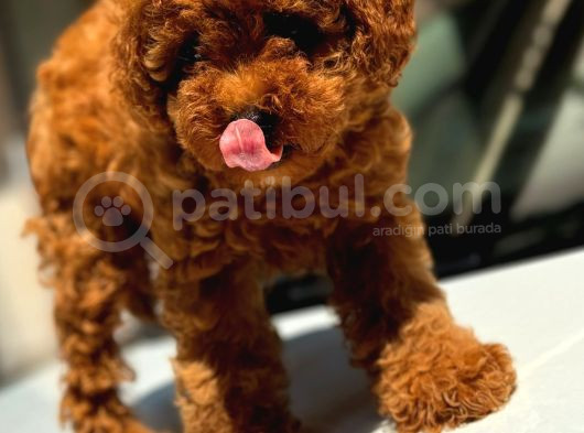 Toypoodle Yavrumuz Mağazamızdan Sizlerle görsel