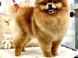 1 Yaş Yeti̇şki̇n Di̇şi̇ Pomerani̇an Boo