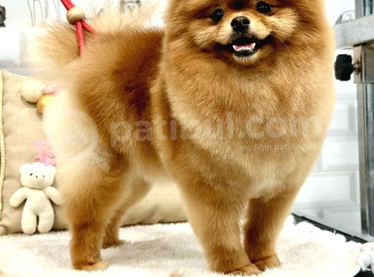1 Yaş Yeti̇şki̇n Di̇şi̇ Pomerani̇an Boo görsel