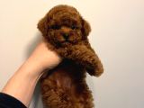 Kore Kan Poodle Yavrumuz