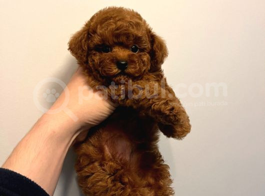 Kore Kan Poodle Yavrumuz görsel