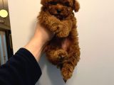 Kore Kan Poodle Yavrumuz