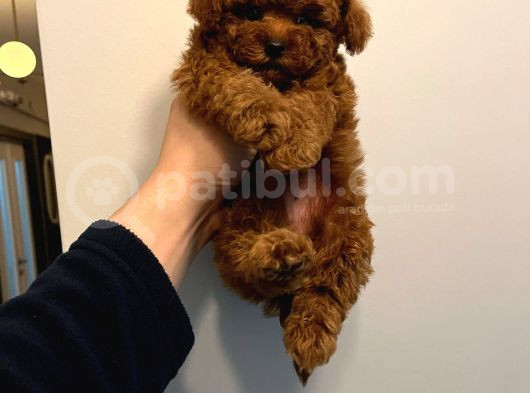 Kore Kan Poodle Yavrumuz