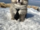 Teddy Face Dişi Erkek Anne Baba A Class Secereli