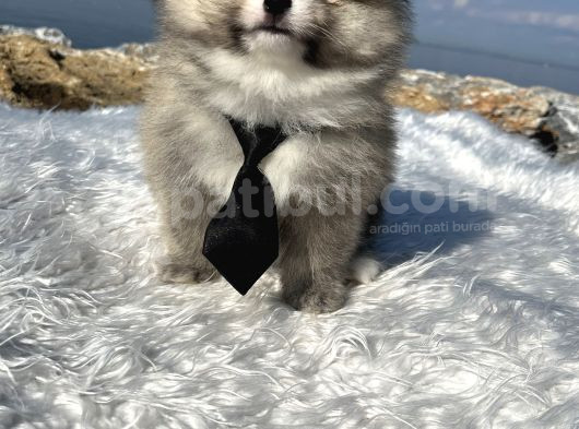 Teddy Face Dişi Erkek Anne Baba A Class Secereli görsel