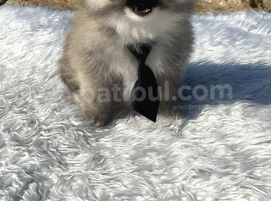Teddy Face Dişi Erkek Anne Baba A Class Secereli görsel