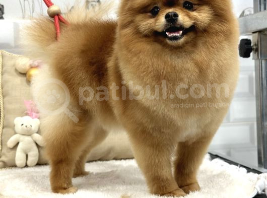 1 Yaş Yeti̇şki̇n Di̇şi̇ Pomerani̇an Boo görsel