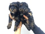 Phantom-Siyah-Kahve Toy Poodle Yavruları