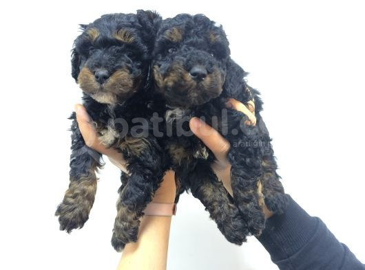 Phantom-Siyah-Kahve Toy Poodle Yavruları görsel
