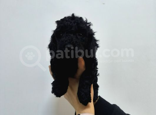 Phantom-Siyah-Kahve Toy Poodle Yavruları görsel