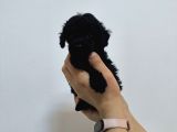Phantom-Siyah-Kahve Toy Poodle Yavruları