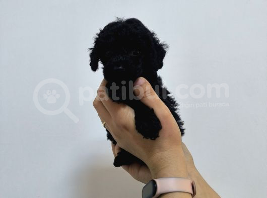 Phantom-Siyah-Kahve Toy Poodle Yavruları görsel