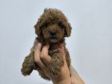 Phantom-Siyah-Kahve Toy Poodle Yavruları