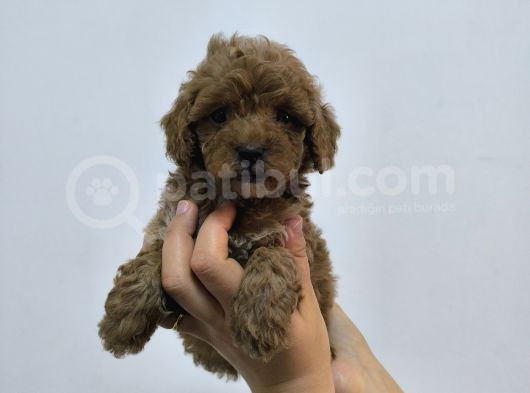 Phantom-Siyah-Kahve Toy Poodle Yavruları görsel