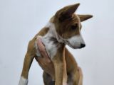 Nadir ırk basenji yavrularımız