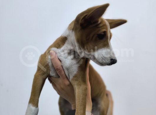 Nadir Irk Basenji Yavrularımız