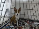Nadir Irk Basenji Yavrularımız