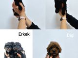 Phantom-Siyah-kahve toy Poodle yavruları