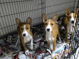 Nadir Irk Basenji Yavrularımız