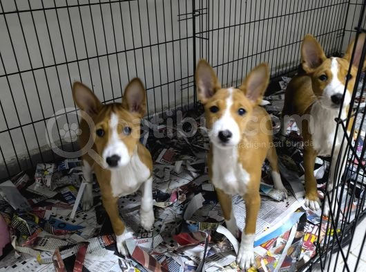 Nadir Irk Basenji Yavrularımız görsel