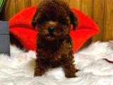 Evinizin Neşesi Olucak Poodle Bebekleri