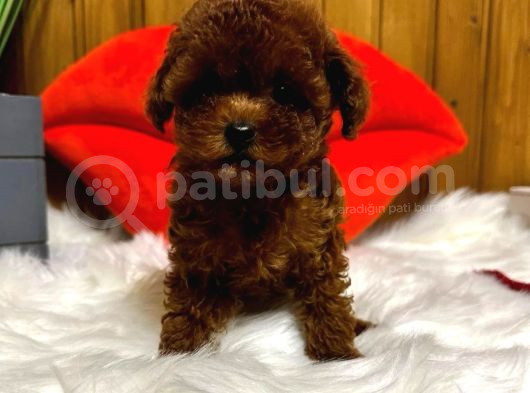 Evinizin Neşesi Olucak Poodle Bebekleri görsel
