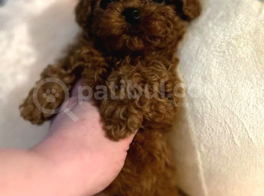 Evinizin Neşesi Olucak Poodle Bebekleri