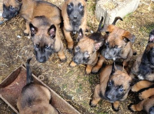 Eğitimli Safkan Belçika Kurdu Yavruları görsel