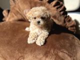 Egitimli Aşılı Minik Maltipoo Bebekleri