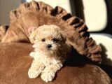 Egitimli Aşılı Minik Maltipoo Bebekleri