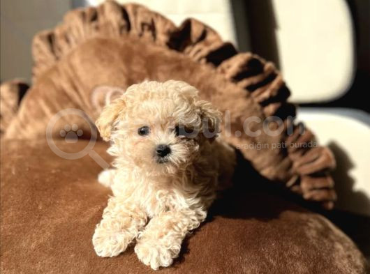 Egitimli Aşılı Minik Maltipoo Bebekleri görsel