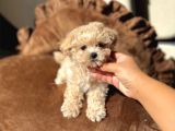 Egitimli aşılı minik maltipoo bebekleri