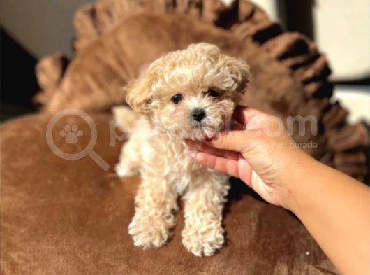 Egitimli Aşılı Minik Maltipoo Bebekleri